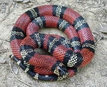 yearling L.t.micropholis male